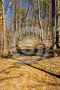 View of Buck Mountain Trail